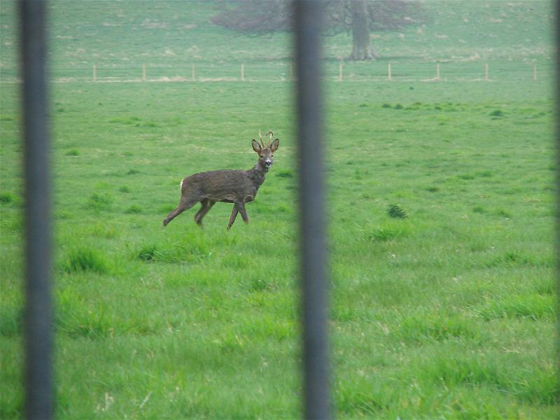 Local roe deer.JPG
